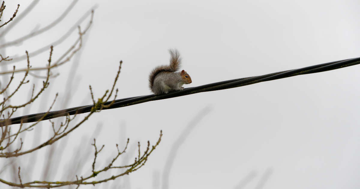 What do squirrels, birds, and snakes all have in common?